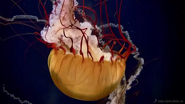 streamy test15 online show from February 26, 1:33 pm