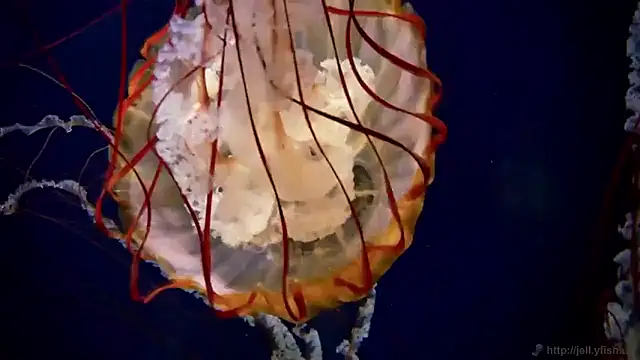 Snapshot of streamy_test15 chatting on December 16, 10:19 am streamy test15 online show from December 16, 10:19 am