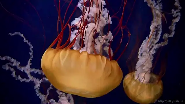 streamy test15 online show from January 16, 6:12 pm