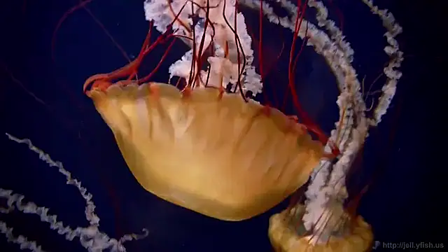 streamy test15 online show from February 12, 1:44 pm