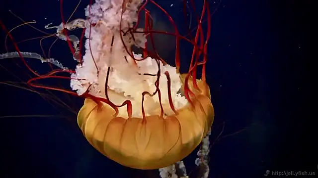 Snapshot of streamy_test15 chatting on November 6, 2:54 pm streamy test15 online show from November 6, 2:54 pm