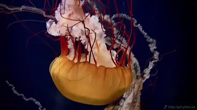 streamy test15 online show from March 3, 5:09 pm