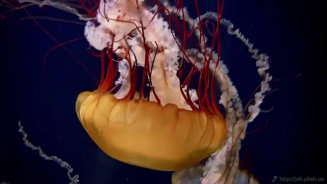 Snapshot of streamy_test15 chatting on November 4, 11:47 am streamy test15 online show from November 4, 11:47 am