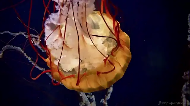 Snapshot of streamy_test15 chatting on December 15, 9:48 am streamy test15 online show from December 15, 9:48 am