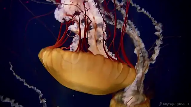 streamy test15 online show from December 19, 1:13 pm