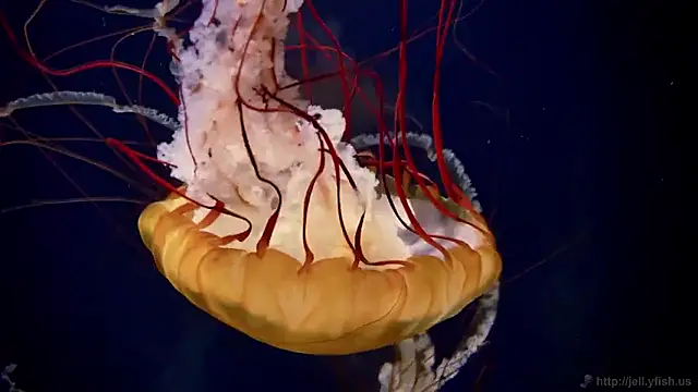 streamy test15 online show from February 5, 10:22 am