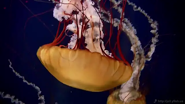 streamy test15 online show from February 25, 11:32 am