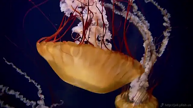 Snapshot of streamy_test15 chatting on November 17, 1:59 pm streamy test15 online show from November 17, 1:59 pm