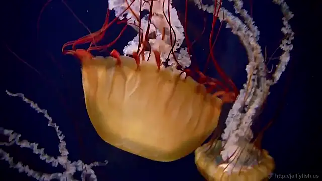 streamy test15 online show from February 2, 1:21 pm