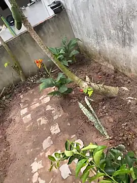 king cum  online show from February 11, 3:12 pm