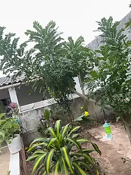 king cum  online show from February 12, 2:28 pm