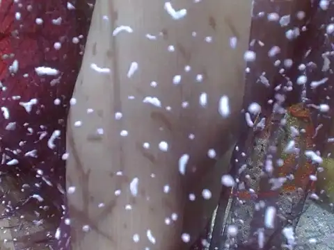 Snapshot of LOVERIAKOL chatting on February 15, 8:12 pm LOVERIAKOL online show from February 15, 8:12 pm