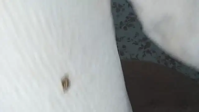 mei hosina online show from February 18, 3:52 pm