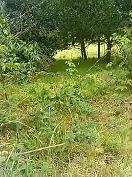 Cuervo maniaco online show from October 30, 5:32 pm