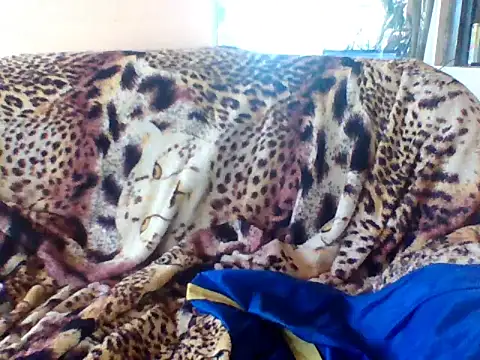 Snapshot of sellvageria chatting on September 21, 3:50 pm sellvageria online show from September 21, 3:50 pm