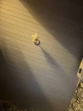 Avint-Perfeita online show from November 20, 10:31 pm