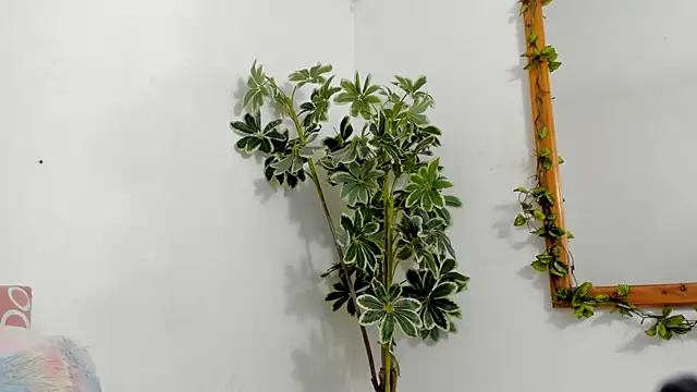 BonnieCute  online show from December 17, 12:15 am