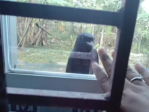 Unlucky-flowers online show from March 15, 7:37 am