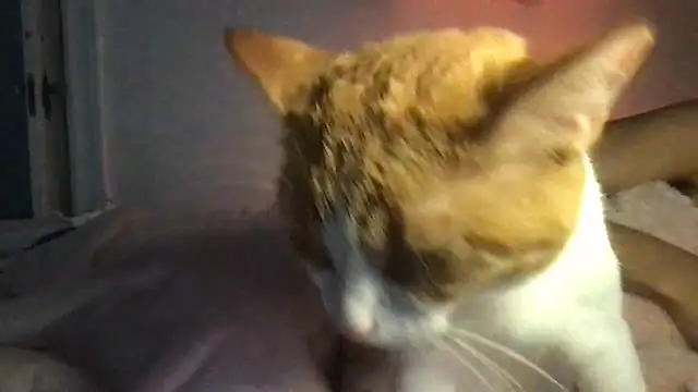 loveofbea online show from April 2, 12:45 pm