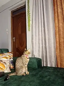 C-yoyo online show from December 14, 9:59 am