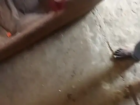 Tshidiso7 online show from January 12, 12:12 pm