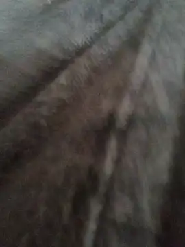 cazaperdidas online show from January 13, 1:04 pm