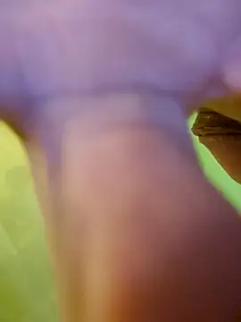 Snapshot of jorwee chatting on January 15, 7:26 am jorwee online show from January 15, 7:26 am