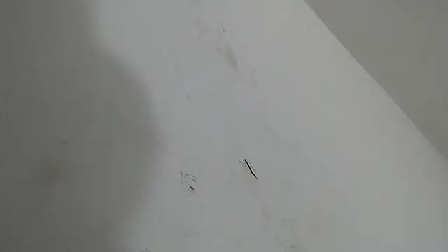 brant garciabbc online show from January 18, 6:17 am