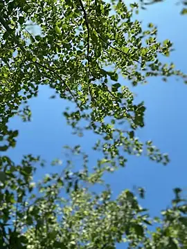 CDLukeLucy420 online show from June 1, 4:06 pm