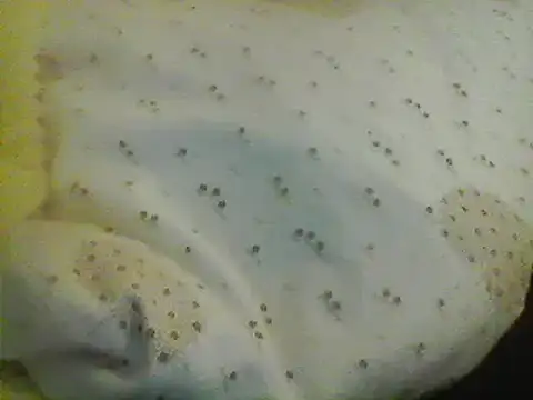 Snapshot of Bigpenis6y chatting on January 24, 5:21 am Bigpenis6y online show from January 24, 5:21 am