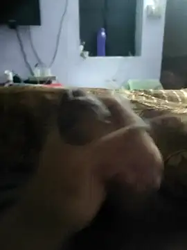 youngbull 21delhi online show from March 18, 3:56 am