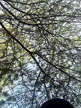 Snapshot of Abinash7732 chatting on March 8, 2:15 am Abinash7732 online show from March 8, 2:15 am