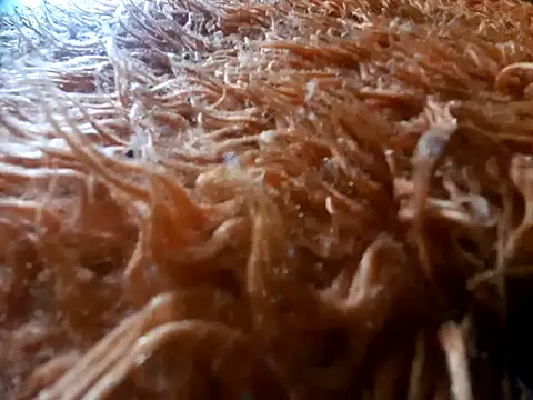 tiscopofortezozza online show from April 2, 4:02 pm