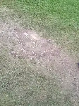 sophie banger online show from November 5, 8:34 pm