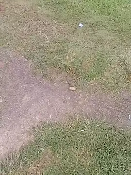 sophie banger online show from November 24, 9:48 pm