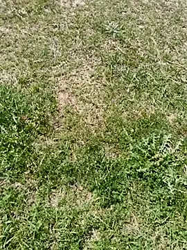 Snapshot of Gururonny07 chatting on March 6, 7:58 am Gururonny07 online show from March 6, 7:58 am