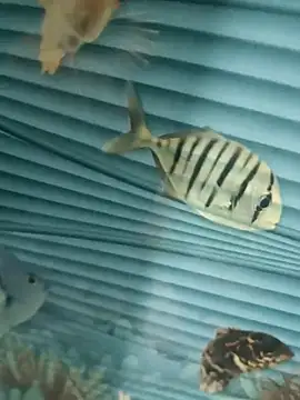 Mr joh online show from November 7, 5:56 am