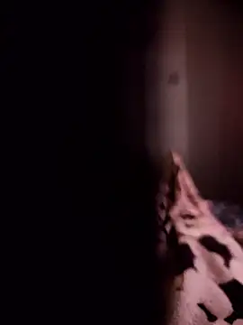 Maxpor77 online show from January 9, 10:55 am