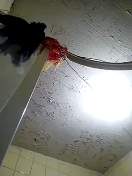 Polygamist online show from October 18, 7:54 am