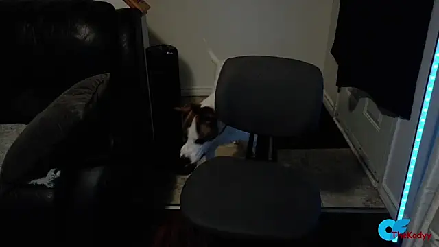 Thekodyy online show from February 11, 6:13 am