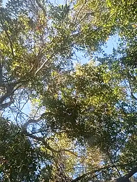 Buffshagswell online show from November 18, 7:17 pm