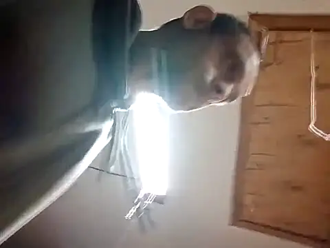 Buffshagswell online show from November 14, 4:49 am