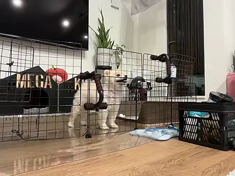 kensnb online show from November 28, 8:14 am