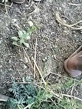 jellydicks online show from February 8, 10:57 am