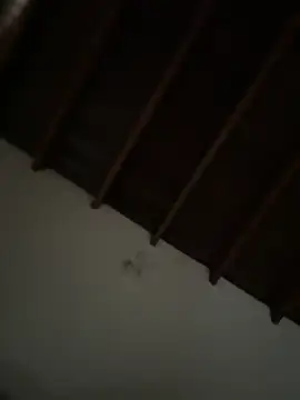 siri duque online show from March 23, 3:23 pm