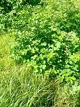 Snapshot of Khaleyssi chatting on March 2, 7:32 pm Khaleyssi online show from March 2, 7:32 pm