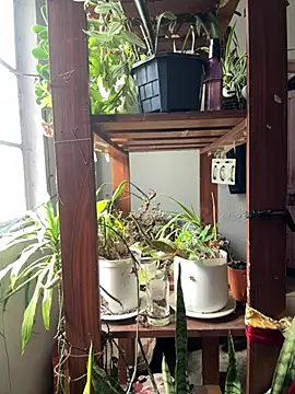 alburt 1996 online show from April 4, 3:46 am