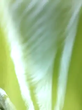 MaaliiiPonuTamil online show from June 24, 4:49 pm