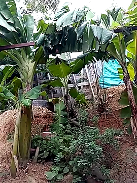 tayson  online show from March 15, 11:40 am