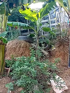 tayson  online show from March 2, 2:04 pm